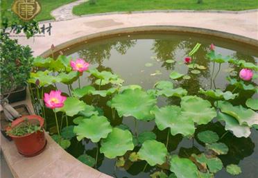 康氏廠區"聚財池"風光