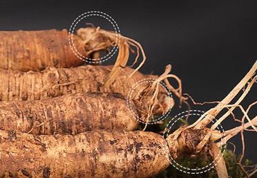 人參穿“新衣”，舊貌變新顏 - 代用茶代工