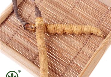 人間補品”冬蟲夏草這么泡水喝，方便又滋補 - 參茸飲片