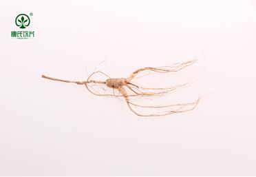 什么是林下參，帶你走進林下參的世界 - 中藥粉代工