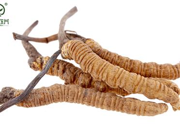 冬蟲夏草怎么吃，才會物超所值 - 中老年養生禮品