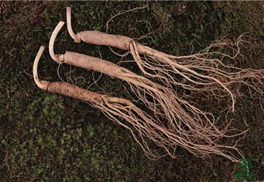 人參采收時，天時、地利、人和缺一不可＿人參代加工＿人參加工＿人參果代加工