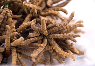 冬蟲夏草八個民間常用偏方了解下，這么吃真給力，衛康旗下康氏中藥飲片冬蟲夏草代工、定制、OEM