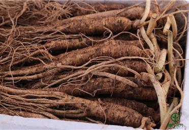 畏寒怕冷吃人參呀，辨別鮮人參和生曬參的區(qū)別，衛(wèi)康旗下康氏中藥飲片代工、定制、OEM