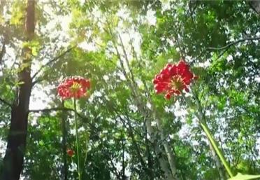 壓力再大也要元?dú)鉂M滿，揭秘你不知道的人參趣事，康氏中藥飲片代工、定制、OEM