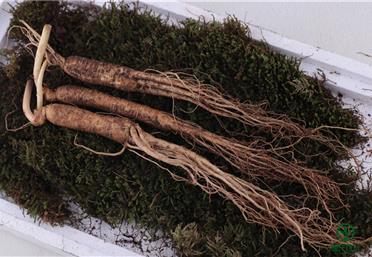 冬季進(jìn)補(bǔ)，“參參”不息！人參的歷史遠(yuǎn)比你想象的更久遠(yuǎn)，康氏中藥飲片代工、定制、OEM