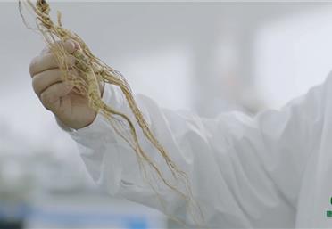 寶藏干貨，帶你見識(shí)林下山參的特點(diǎn)有哪些-康氏中藥飲片代工定制OEM-參茸禮品定制