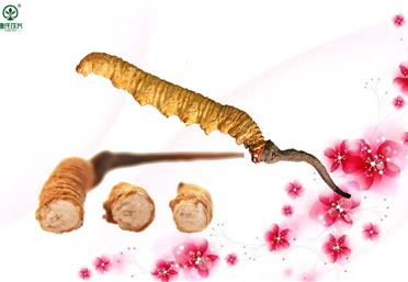 冬蟲夏草的斷草和整草一樣嗎？康氏中藥飲片代工定制OEM
