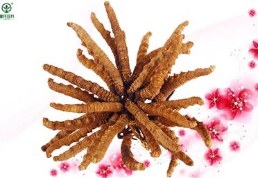 避坑偽蟲草！教你7招鑒別冬蟲夏草和亞香棒蟲草-康氏中藥飲片代工定制OEM